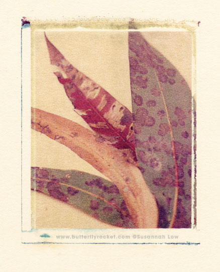 1995 Leaves - A Polaroid Transfer, Susannah Low